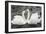Mute Swans Courting-Georgette Douwma-Framed Photographic Print