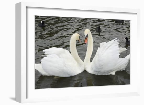 Mute Swans Courting-Georgette Douwma-Framed Photographic Print