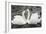 Mute Swans Courting-Georgette Douwma-Framed Photographic Print