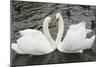 Mute Swans Courting-Georgette Douwma-Mounted Photographic Print