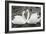 Mute Swans Courting-Georgette Douwma-Framed Photographic Print