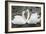 Mute Swans Courting-Georgette Douwma-Framed Photographic Print