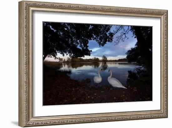 Mute Swans, Cygnus Olor, by Pen Ponds on an Autumn Morning in Richmond Park-Alex Saberi-Framed Photographic Print