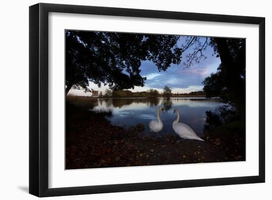 Mute Swans, Cygnus Olor, by Pen Ponds on an Autumn Morning in Richmond Park-Alex Saberi-Framed Photographic Print