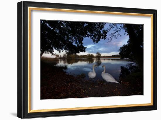 Mute Swans, Cygnus Olor, by Pen Ponds on an Autumn Morning in Richmond Park-Alex Saberi-Framed Photographic Print