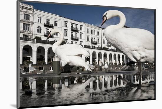 Mute Swans (Cygnus Olor) in Front of the Alsterarkaden-Konrad Wothe-Mounted Photographic Print