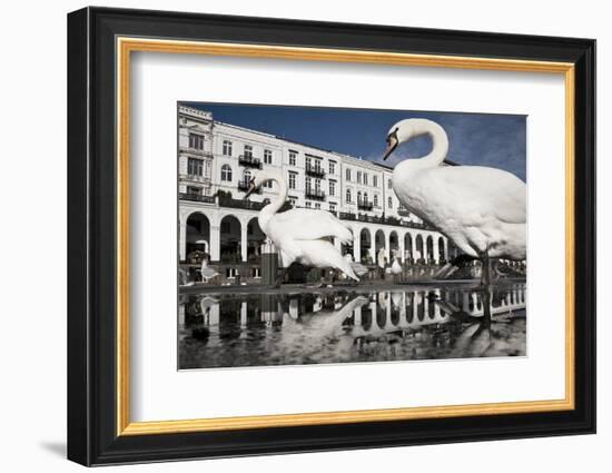 Mute Swans (Cygnus Olor) in Front of the Alsterarkaden-Konrad Wothe-Framed Photographic Print