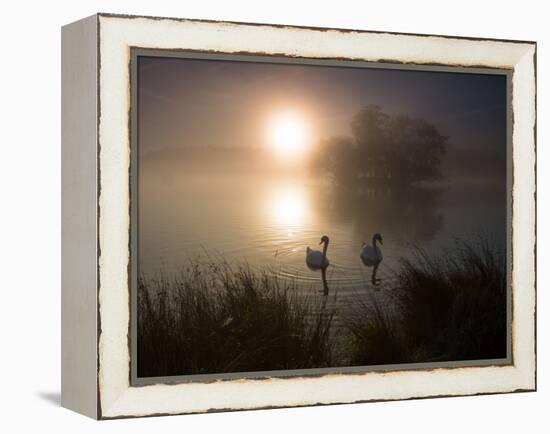 Mute Swans, Cygnus Olor, on a Misty Pond in Richmond Park at Sunrise-Alex Saberi-Framed Premier Image Canvas