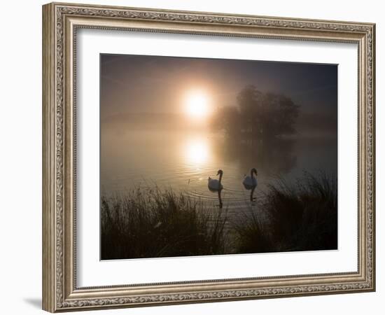 Mute Swans, Cygnus Olor, on a Misty Pond in Richmond Park at Sunrise-Alex Saberi-Framed Photographic Print