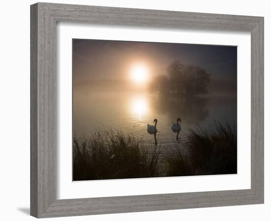 Mute Swans, Cygnus Olor, on a Misty Pond in Richmond Park at Sunrise-Alex Saberi-Framed Photographic Print