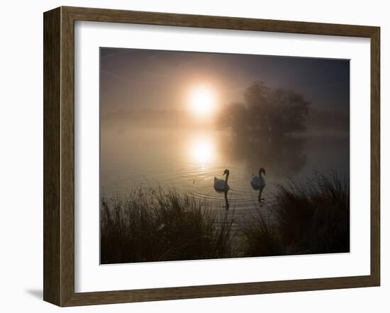 Mute Swans, Cygnus Olor, on a Misty Pond in Richmond Park at Sunrise-Alex Saberi-Framed Photographic Print