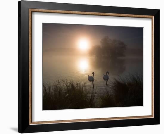 Mute Swans, Cygnus Olor, on a Misty Pond in Richmond Park at Sunrise-Alex Saberi-Framed Photographic Print