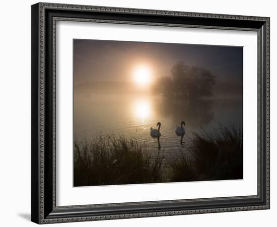 Mute Swans, Cygnus Olor, on a Misty Pond in Richmond Park at Sunrise-Alex Saberi-Framed Photographic Print