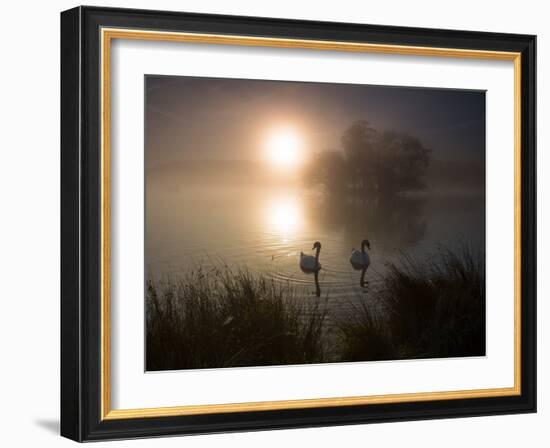 Mute Swans, Cygnus Olor, on a Misty Pond in Richmond Park at Sunrise-Alex Saberi-Framed Photographic Print