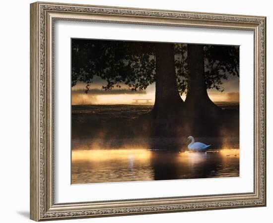 Mute Swans, Cygnus Olor, Swim in the Golden Morning Mist-Alex Saberi-Framed Photographic Print