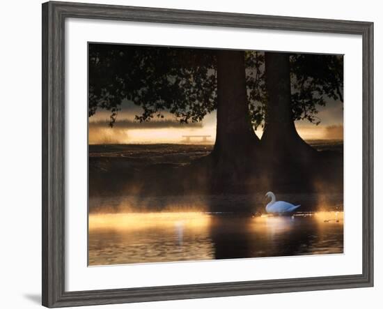 Mute Swans, Cygnus Olor, Swim in the Golden Morning Mist-Alex Saberi-Framed Photographic Print