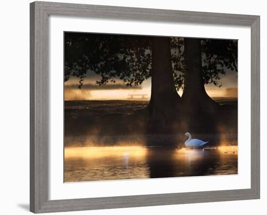 Mute Swans, Cygnus Olor, Swim in the Golden Morning Mist-Alex Saberi-Framed Photographic Print