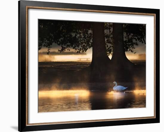 Mute Swans, Cygnus Olor, Swim in the Golden Morning Mist-Alex Saberi-Framed Photographic Print