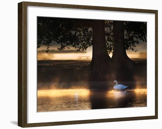 Mute Swans, Cygnus Olor, Swim in the Golden Morning Mist-Alex Saberi-Framed Photographic Print