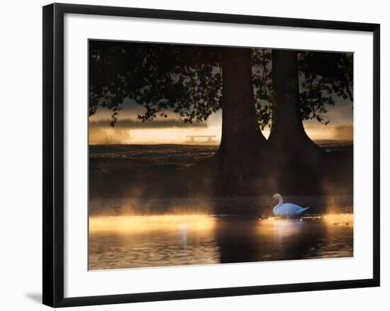 Mute Swans, Cygnus Olor, Swim in the Golden Morning Mist-Alex Saberi-Framed Photographic Print