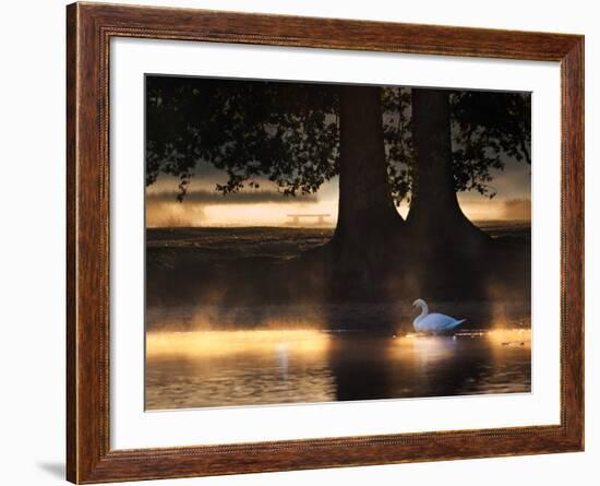 Mute Swans, Cygnus Olor, Swim in the Golden Morning Mist-Alex Saberi-Framed Photographic Print