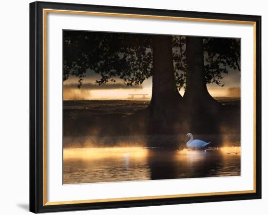 Mute Swans, Cygnus Olor, Swim in the Golden Morning Mist-Alex Saberi-Framed Photographic Print