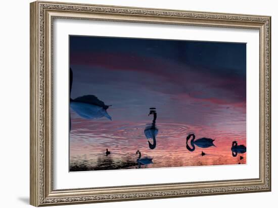 Mute Swans, Cygnus Olor, Swim on Pen Ponds at Sunset in Richmond Park-Alex Saberi-Framed Photographic Print