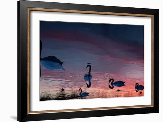 Mute Swans, Cygnus Olor, Swim on Pen Ponds at Sunset in Richmond Park-Alex Saberi-Framed Photographic Print