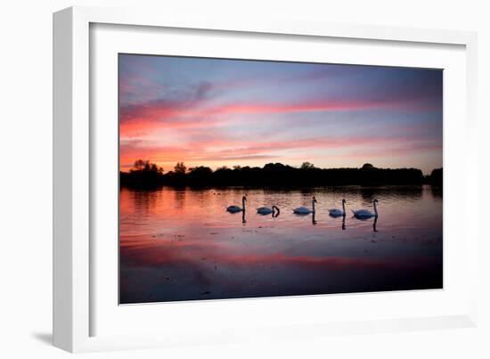 Mute Swans, Cygnus Olor, Swim on Pen Ponds at Sunset in Richmond Park-Alex Saberi-Framed Photographic Print