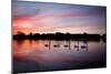 Mute Swans, Cygnus Olor, Swim on Pen Ponds at Sunset in Richmond Park-Alex Saberi-Mounted Photographic Print