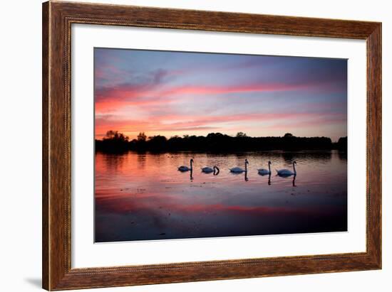 Mute Swans, Cygnus Olor, Swim on Pen Ponds at Sunset in Richmond Park-Alex Saberi-Framed Photographic Print