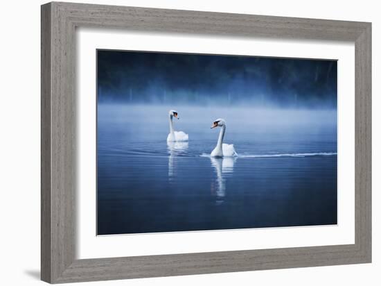 Mute Swans, Cygnus Olor, Swimming in the Morning Mist-Alex Saberi-Framed Photographic Print