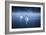 Mute Swans, Cygnus Olor, Swimming in the Morning Mist-Alex Saberi-Framed Photographic Print