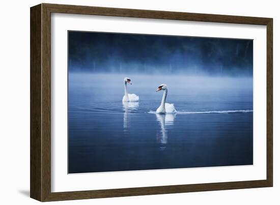 Mute Swans, Cygnus Olor, Swimming in the Morning Mist-Alex Saberi-Framed Photographic Print