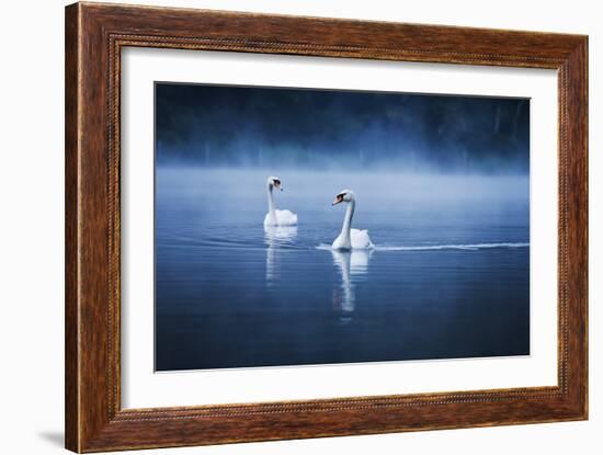 Mute Swans, Cygnus Olor, Swimming in the Morning Mist-Alex Saberi-Framed Photographic Print