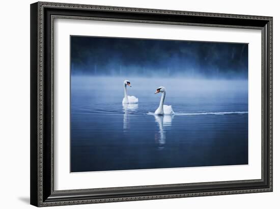 Mute Swans, Cygnus Olor, Swimming in the Morning Mist-Alex Saberi-Framed Photographic Print