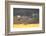 Mute swans in flight against a cloudy sky, Scotland, UK-Ann & Steve Toon-Framed Photographic Print