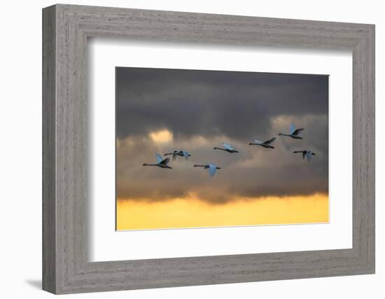 Mute swans in flight against a cloudy sky, Scotland, UK-Ann & Steve Toon-Framed Photographic Print