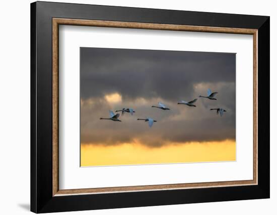 Mute swans in flight against a cloudy sky, Scotland, UK-Ann & Steve Toon-Framed Photographic Print