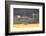 Mute swans in flight against a cloudy sky, Scotland, UK-Ann & Steve Toon-Framed Photographic Print