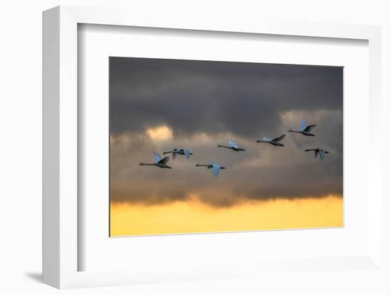 Mute swans in flight against a cloudy sky, Scotland, UK-Ann & Steve Toon-Framed Photographic Print