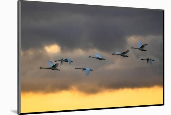 Mute swans in flight against a cloudy sky, Scotland, UK-Ann & Steve Toon-Mounted Photographic Print