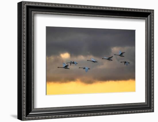 Mute swans in flight against a cloudy sky, Scotland, UK-Ann & Steve Toon-Framed Photographic Print