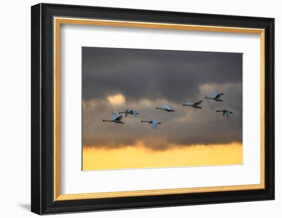 Mute swans in flight against a cloudy sky, Scotland, UK-Ann & Steve Toon-Framed Photographic Print