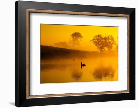 Mute swans on water at sunrise on foggy morning, Norfolk, UK-Ernie Janes-Framed Photographic Print