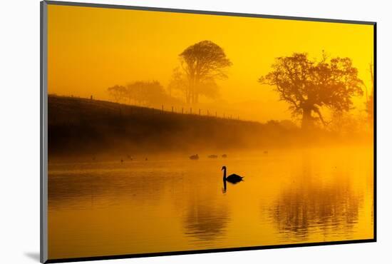 Mute swans on water at sunrise on foggy morning, Norfolk, UK-Ernie Janes-Mounted Photographic Print