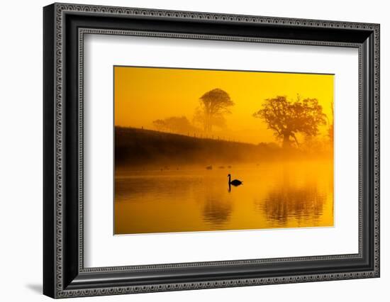 Mute swans on water at sunrise on foggy morning, Norfolk, UK-Ernie Janes-Framed Photographic Print