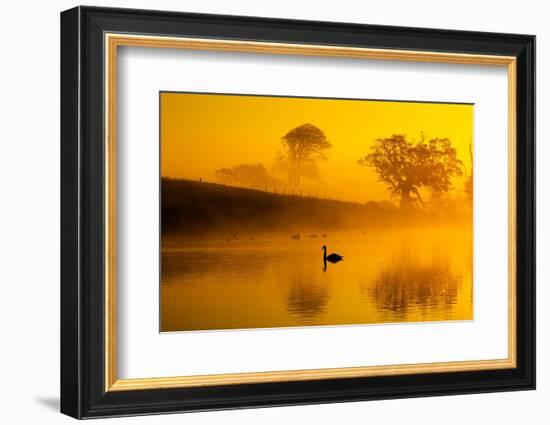 Mute swans on water at sunrise on foggy morning, Norfolk, UK-Ernie Janes-Framed Photographic Print