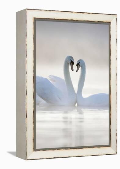 Mute Swans Pair in Courtship Behaviour Back-Lit-null-Framed Premier Image Canvas