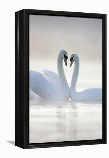 Mute Swans Pair in Courtship Behaviour Back-Lit-null-Framed Premier Image Canvas